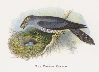 Le Coucou gris - Alexander Francis Lydon