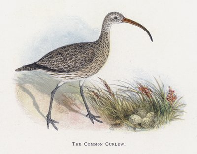 Le Courlis Cendré - Alexander Francis Lydon
