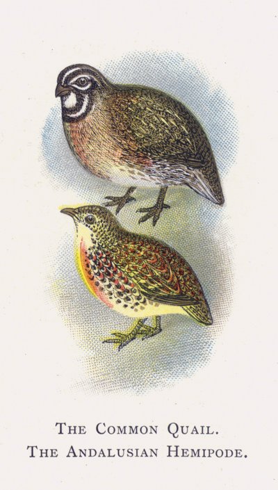 La Caille des Blés, L