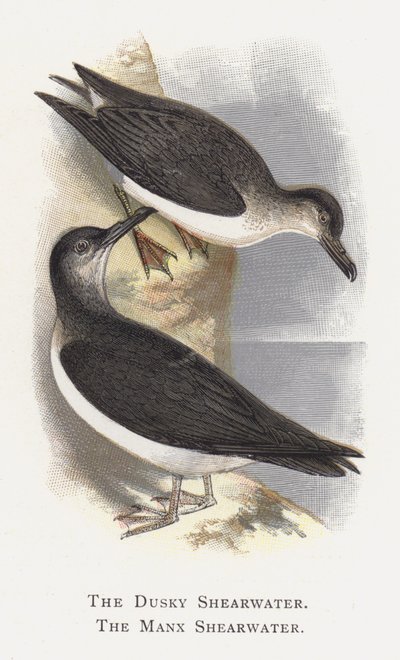 Le Puffin Brun, Le Puffin des Anglais - Alexander Francis Lydon