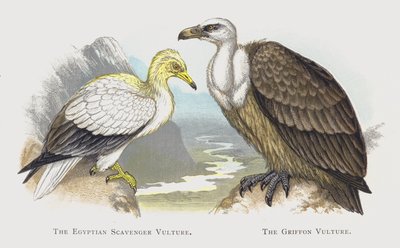 Le Vautour percnoptère, Le Vautour fauve - Alexander Francis Lydon