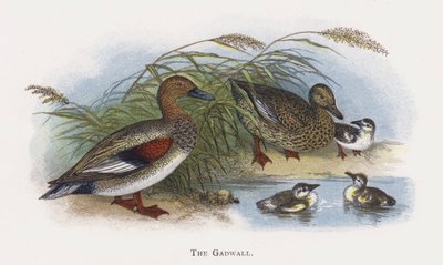 Le Canard chipeau - Alexander Francis Lydon