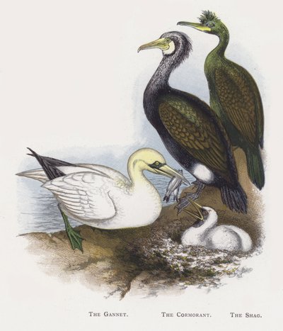 Le Fou de Bassan, Le Cormoran, Le Cormoran huppé - Alexander Francis Lydon
