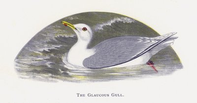 La Mouette Glauque - Alexander Francis Lydon