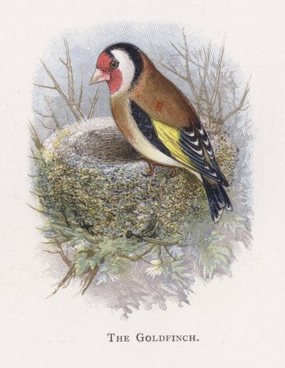 Le Chardonneret élégant - Alexander Francis Lydon