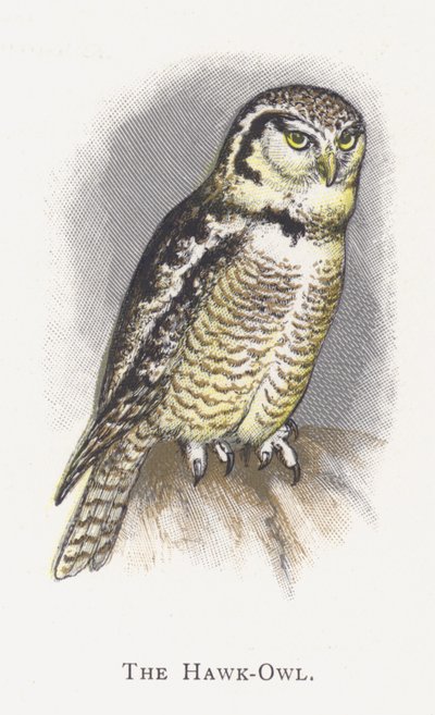La Chouette épervière - Alexander Francis Lydon