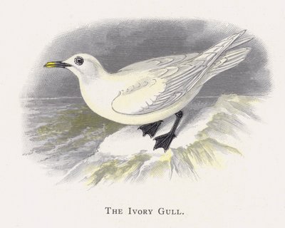 La Mouette Ivoire - Alexander Francis Lydon