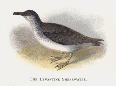 Le Puffin Levantin - Alexander Francis Lydon