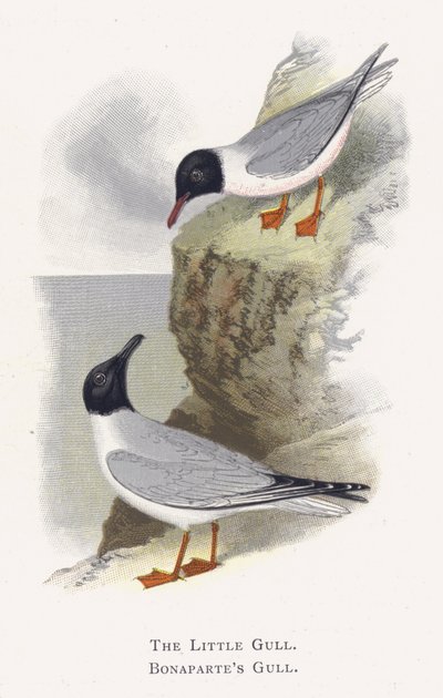 La Petite Mouette, Mouette de Bonaparte - Alexander Francis Lydon