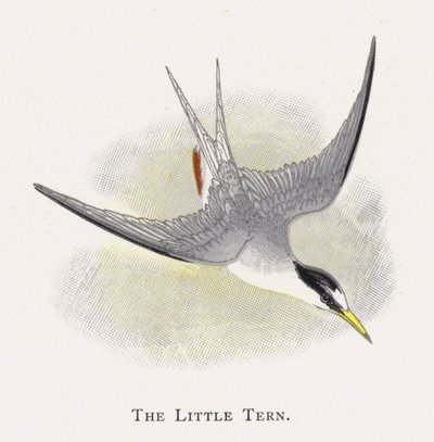 La Petite Sterne - Alexander Francis Lydon