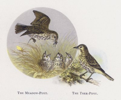 Le Pipit farlouse, Le Pipit des arbres - Alexander Francis Lydon