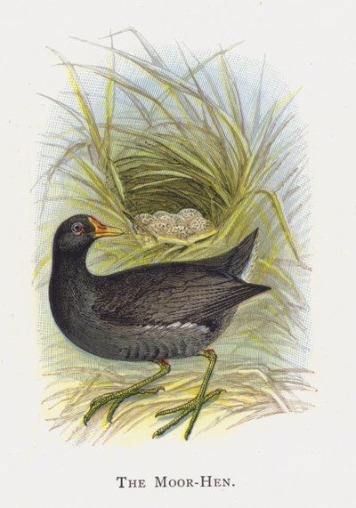 La Poule d
