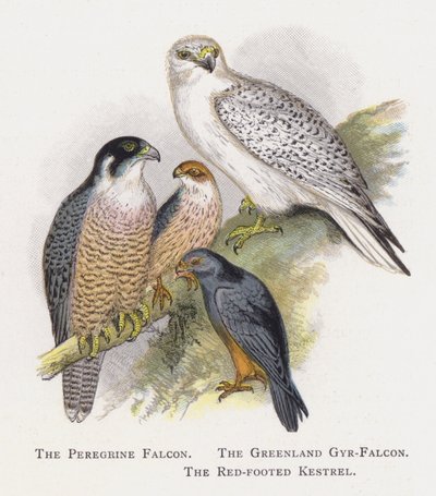 Le Faucon pèlerin, Le Faucon gerfaut du Groenland, Le Faucon kobez - Alexander Francis Lydon