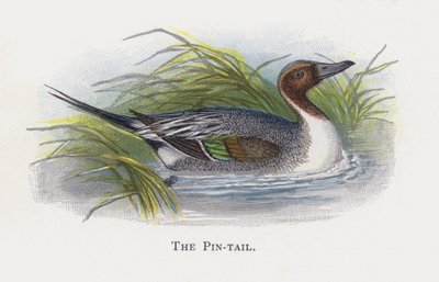 Le Canard pilet - Alexander Francis Lydon