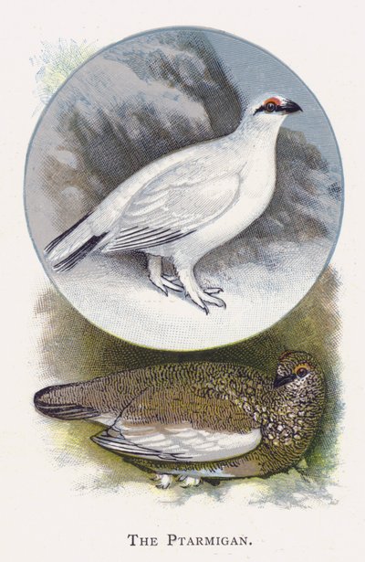 Le Lagopède Alpin - Alexander Francis Lydon