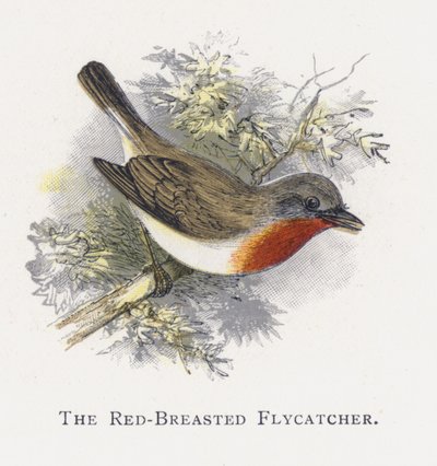 Le Gobemouche nain - Alexander Francis Lydon