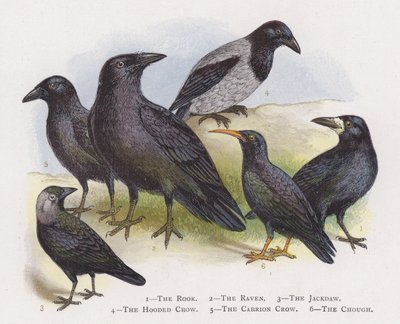 Le Corbeau freux, Le Grand Corbeau, Le Choucas des tours, Le Corbeau mantel, Le Corbeau noir, Le Crave à bec rouge - Alexander Francis Lydon