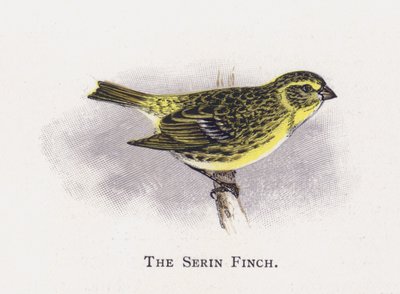Le Serin cini - Alexander Francis Lydon