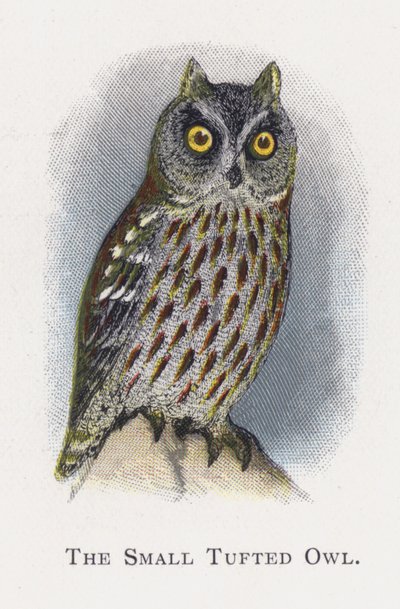 La Petite chouette huppée - Alexander Francis Lydon