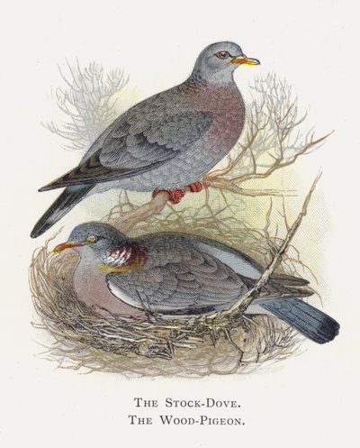Le Pigeon Ramier, Le Pigeon Colombin - Alexander Francis Lydon