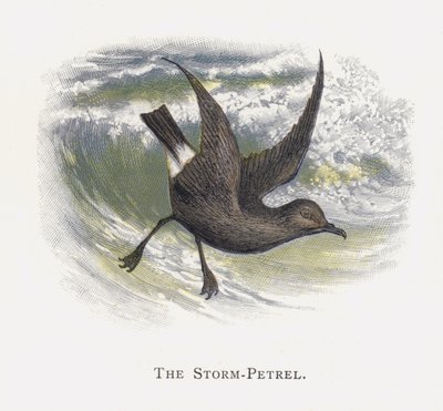 Le Pétrel Tempête - Alexander Francis Lydon