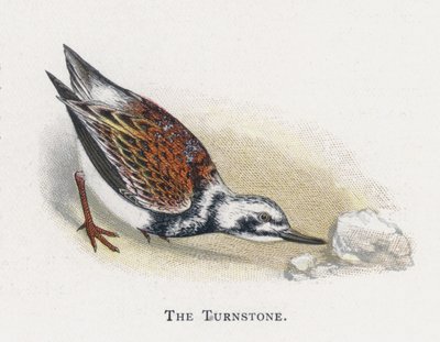 Le Tournepierre - Alexander Francis Lydon