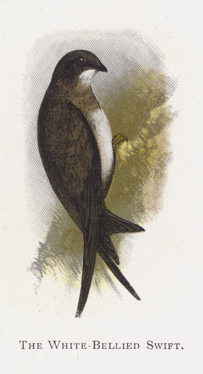 Le Martinet à ventre blanc - Alexander Francis Lydon