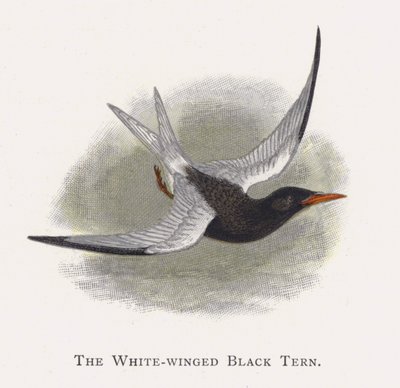 La Sterne à Ailes Blanches - Alexander Francis Lydon