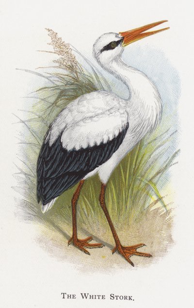 La Cigogne blanche - Alexander Francis Lydon