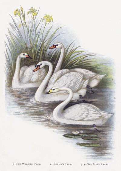 Le Cygne chanteur, Le Cygne de Bewick, Le Cygne tuberculé - Alexander Francis Lydon