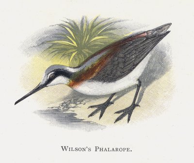 Le Phalarope de Wilson - Alexander Francis Lydon