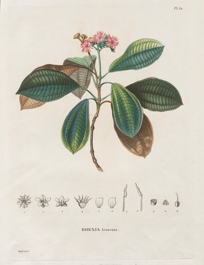 Voyage aux Régions équinoxiales du nouveau continent, fait dans les années 1709 à 1804: Monographie des mélastomacées: No. 54 - Alexander, Freiherr von Humboldt