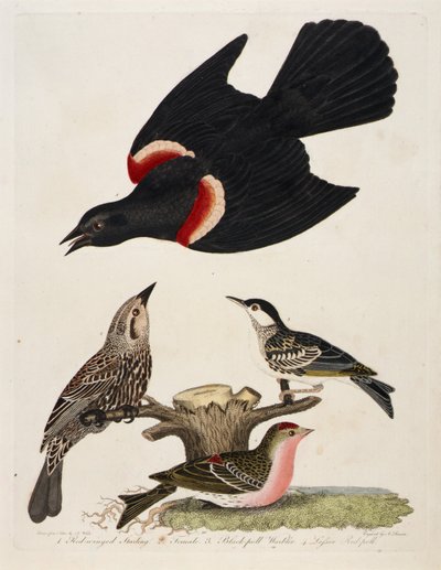 1. Étourneau à ailes rouges. 2. Femelle. 3. Fauvette à tête noire. 4. Sizerin flammé - Alexander Lawson