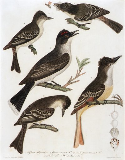 1. Moucherolle tyran. 2. Mouche huppée. 3. Petit oiseau à crête verte. 4. Moucherolle pe-we. 5. Wood Pe-We F. (extrait du livre American Orinthology) - Alexander Lawson