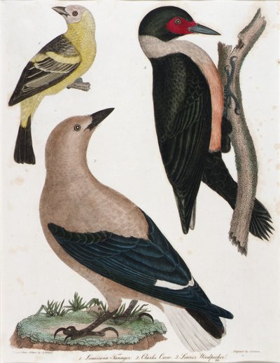 Tangara de Louisiane, corneille de Clark, pic de Lewis - Alexander Lawson