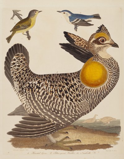 Gélinotte huppée, Paruline bleu-vert et Paruline de Nashville, publié 1808-1814 - Alexander Lawson