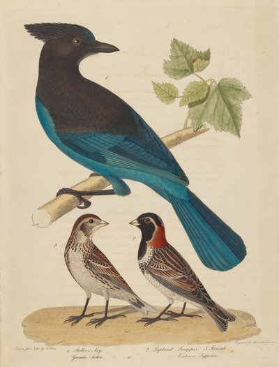 Geai de Steller, Bruant des neiges et femelle - Alexander Lawson after Alexander Rider