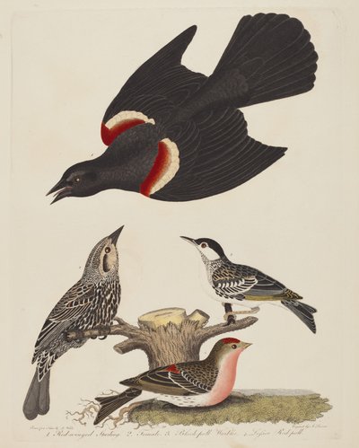 Étourneau à ailes rouges, Étourneau femelle à ailes rouges, Paruline à calotte noire et Sizerin flammé - Alexander Lawson after Alexander Wilson