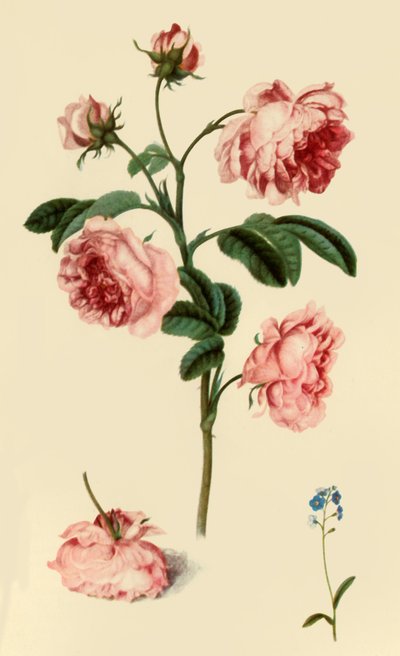 Rosa Provincialis et Myosotis - Alexander Marshal