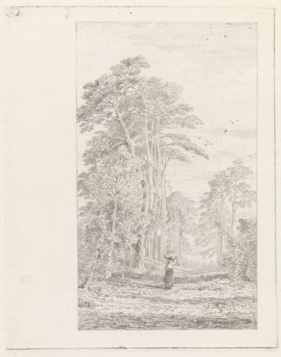 Allée de pins - Alexander Mollinger