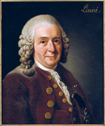Portrait de Carl von Linné - Alexander Roslin