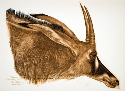 Antilope Hippotrague (Am Dafok) - Alexander Yakovlev