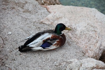 le canard - Alexandra Joseph