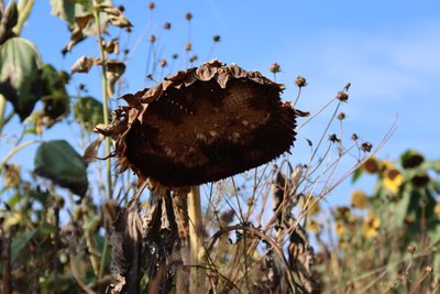 le dernier tournesol - Alexandra Joseph