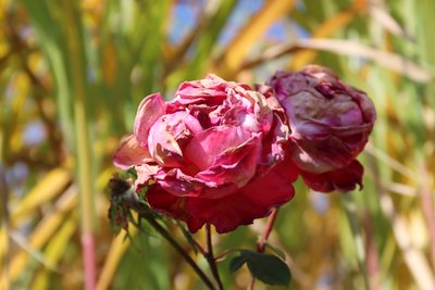 Roses fanées en fin d