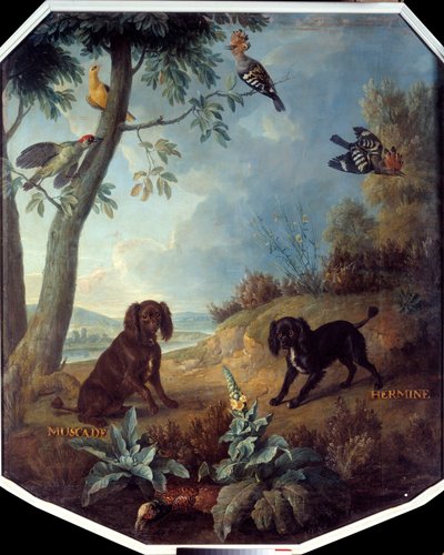 Noix de muscade et Hermine, les chiens de Louis XIV (1638-1715) - Alexandre Francois Desportes