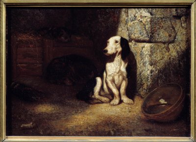 Chien de basse-cour noir et blanc au chenil. À côté, un bol rempli d