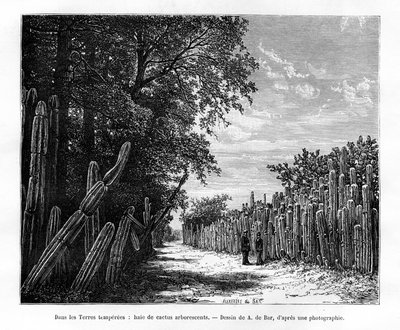 Haie de cactus arborescents, Mexique, XIXe siècle - Alexandre de Bar