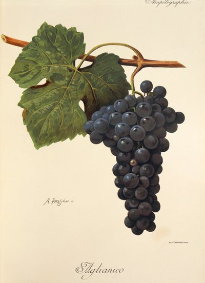 Aglianico - Alexis Kreyder