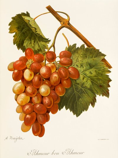Raisin Ahmeur Bou Hameur par A. Kreyder - Alexis Kreyder